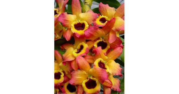 Den. Oriental Magic Carmen-